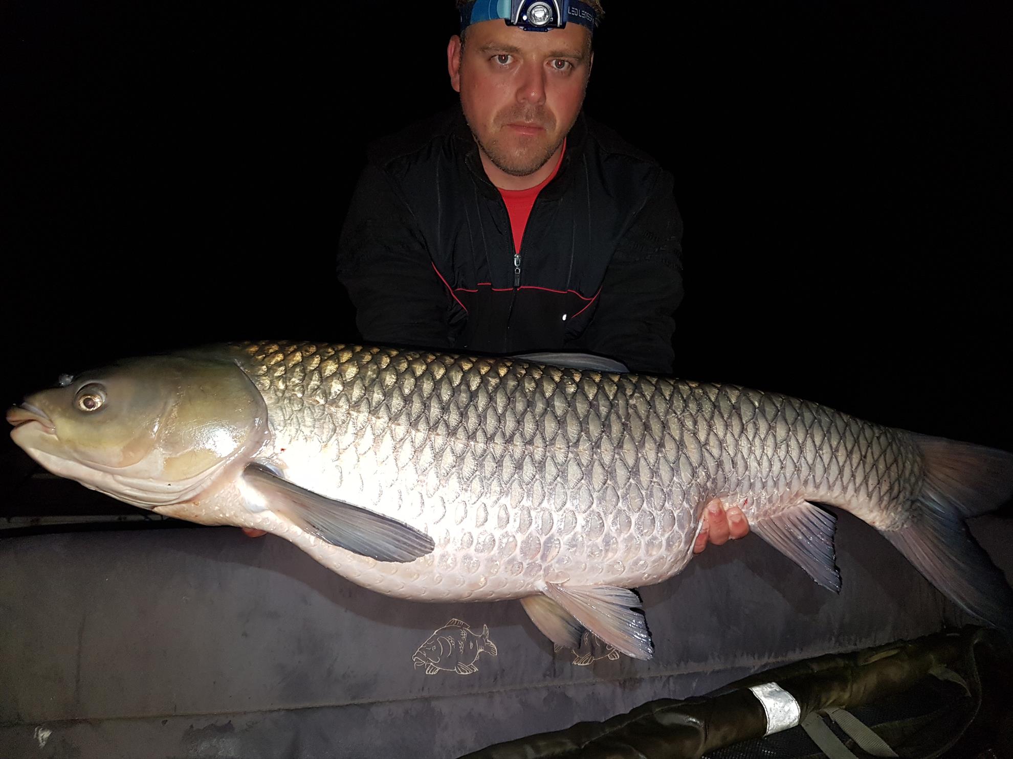 Tancabesti 5 - 8 sep. - 20 kg